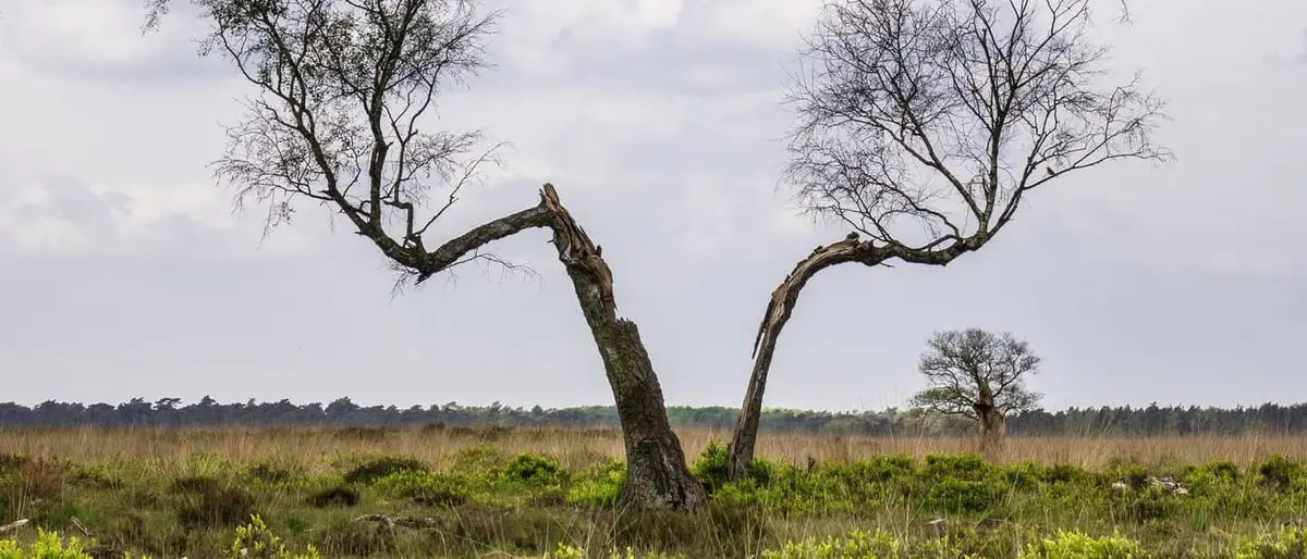 Heide en berken op de Veluwe bij Ede